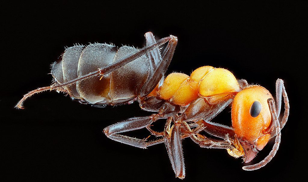 Ant Control service in South Fulton, GA
