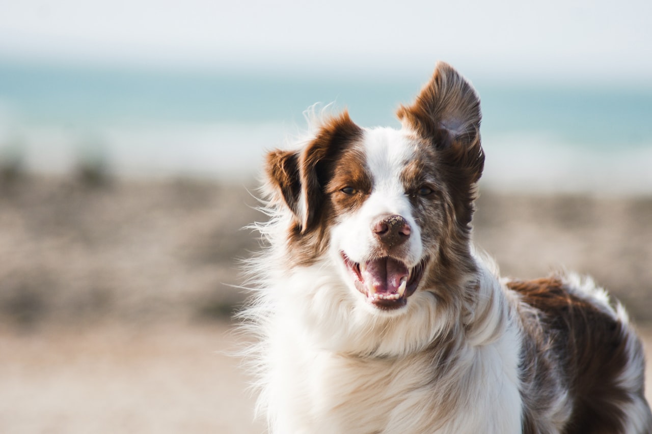 Flea & Tick Control service in South Fulton, GA