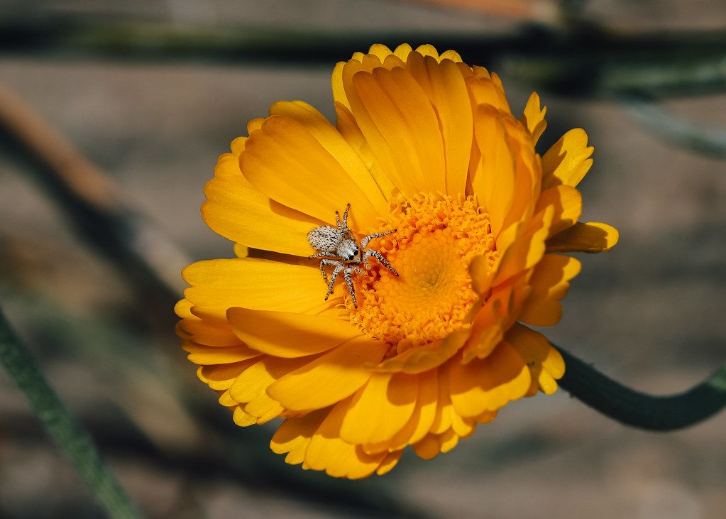 Spider Control service in South Fulton, GA